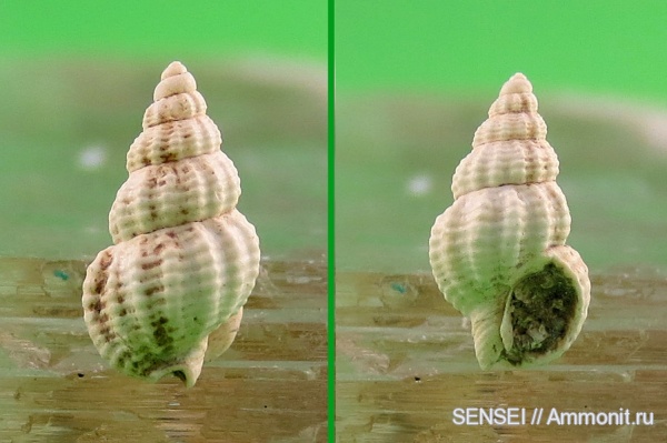 Кубань, Nassariidae, Nassarius, Nassarius contusus