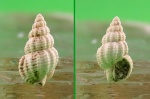 Nassarius contusus.