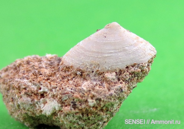 неоген, сармат, Кубань, Acmaea, Acmaeidae, acmaea reussi