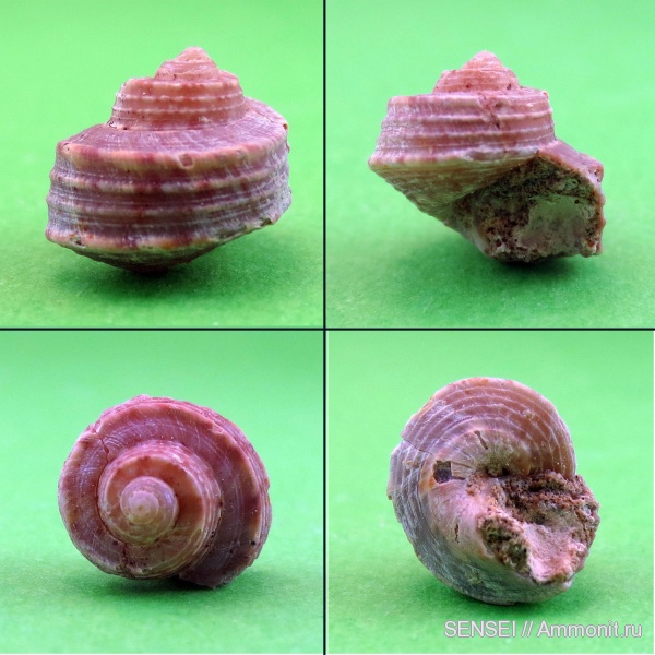 неоген, сармат, Кубань, Troсhidae