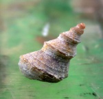 Trochus adelae d'Orb.