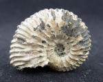 Kosmoceras. Михайлов. Kosmoceras. Михайлов.