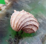 Сарматский Cardium.