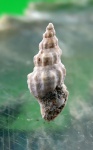 Buccinum pseudogracile Koles.