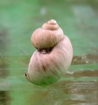 Повреждённая  Viviparidae.