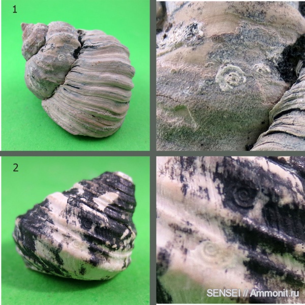Spirorbis, Barbotella intermedia, обрастание, Кубань, Gibbula tschokrakensis, Epizoans