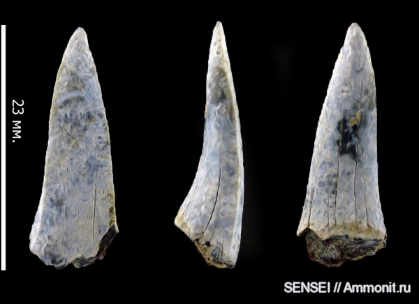 зубы, ?, Striatolamia, Lamniformes, Кубань, teeth