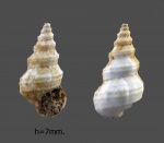 Cerithium banaticum.