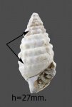 Cerithium  cattleyae.