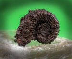 Kosmoceras spinosum. Дубки. Kosmoceras spinosum. Дубки.