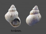 Pusillina protogena