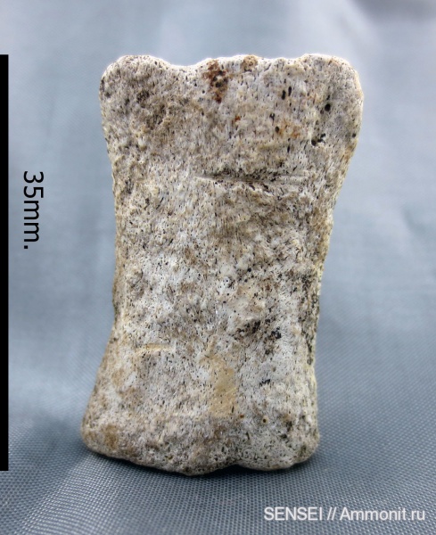 Cetotherium, Кубань, фаланги