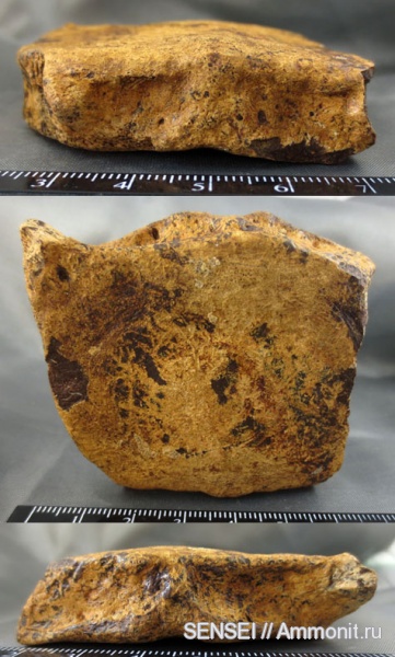 позвонки, Cetotherium, Кубань
