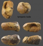 Tympanic bulla.
