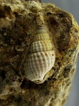 Nassarius scrobiculatus в матриксе.