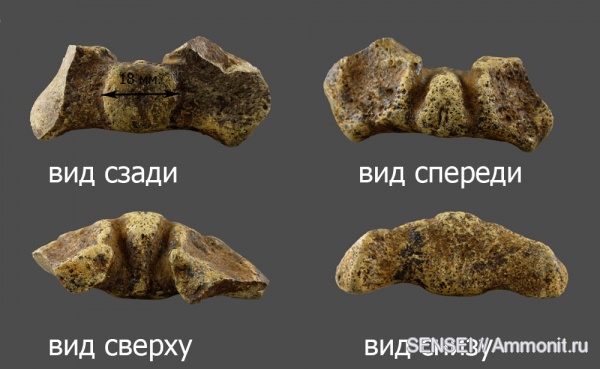 позвонки, Кубань, тюлени