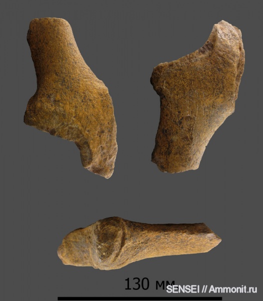 Кубань, ulna