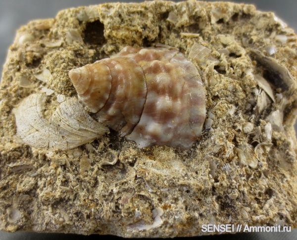 прижизненная окраска, Trochidae, Trochus
