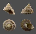 Trochus armavirensis Koles.