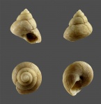Gibbula (Colliculus) bajarunasi.