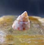 Gibbula  pseudomaeotica.