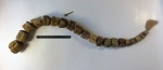 Polypteridae. (?)