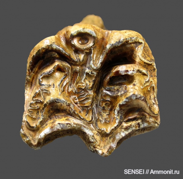 зубы, Hipparion, Кубань, гиппарионовая фауна, teeth