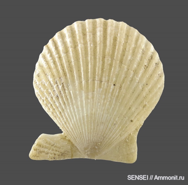Chlamys, Кубань, Чокрак, Pectinidae, Chlamys pertinax