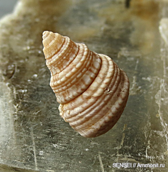 прижизненная окраска, Gibbula, Кубань, Чокрак, Acetabularia, gibbula nefas