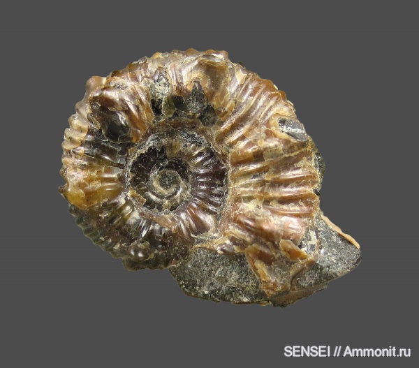Acanthohoplites