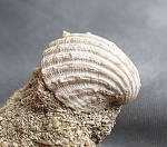 Cardium impar.