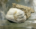 Venerupis pseudoirus. ?