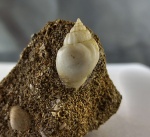 Nassarius  inornatus на матриксе.