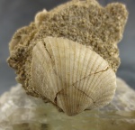 Parvicardium kubanicum (Zhizhchenko)