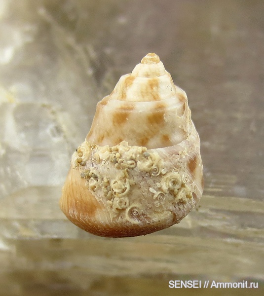 прижизненная окраска, Spirorbis, обрастание, Кубань, Чокрак, gibbula pseudomaeotica, Epizoans