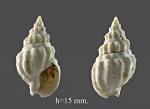 Dorsanum -2.