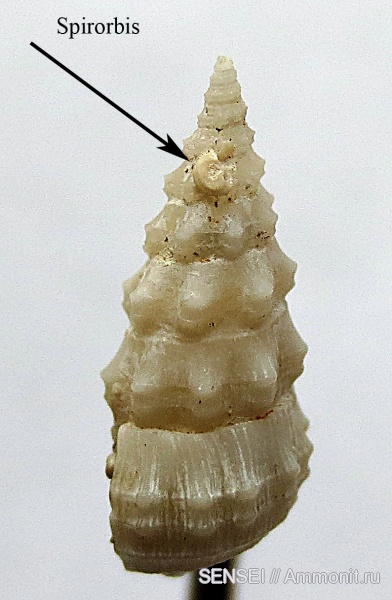 Spirorbis, обрастание, Кубань, Чокрак, Cerithium orientale, Epizoans