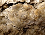Мшанка отряда  Cheilostomata.