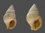 Nassarius restitutensis и Nassarius ex gr. subhoernesi (Zhizhchenko, 1936)