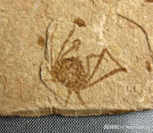 ракообразные, олигоцен, крабы, Majidae