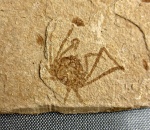 Majidae.