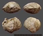 Peregrinella multicarinata.