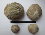 Раковины Peregrinella multicarinata на разных этапах онтогенеза.