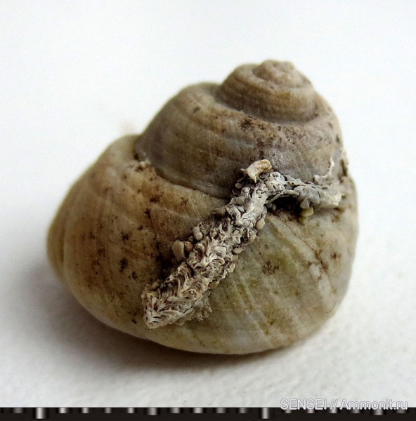 ?, обрастание, Кубань, Trochidae, Чокрак, Epizoans