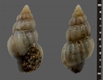 Nassarius contusus?