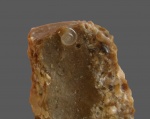 Limacina tarchanensis.