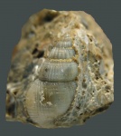 Nassarius subhoernesi subhoernesi.