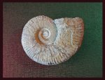 Pseudothurmannia