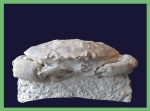 Краб  Xanthopsis