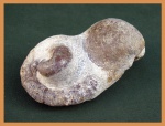 Могильник с Crioceratites